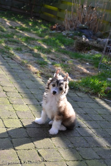 Puppy Elphaba